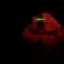 Xeddicus's Avatar